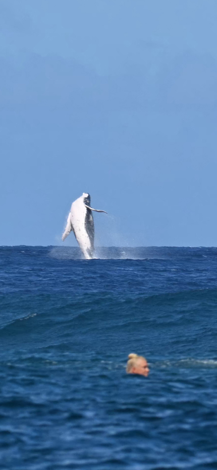 Una ballena se coló, como protagonista no invitado, en las semifinales de surf que se celebraron en Tahití